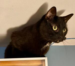 our elderly cat Jupiter, surveying his territory