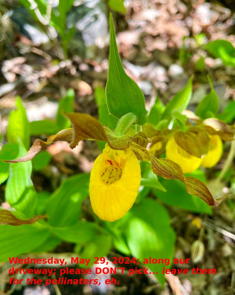 This picture shows 1 of many different indigenous plants found on our property.