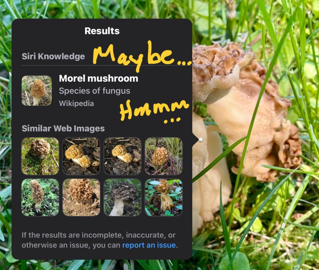 this is a picture of a morel mushroom on our lawn.