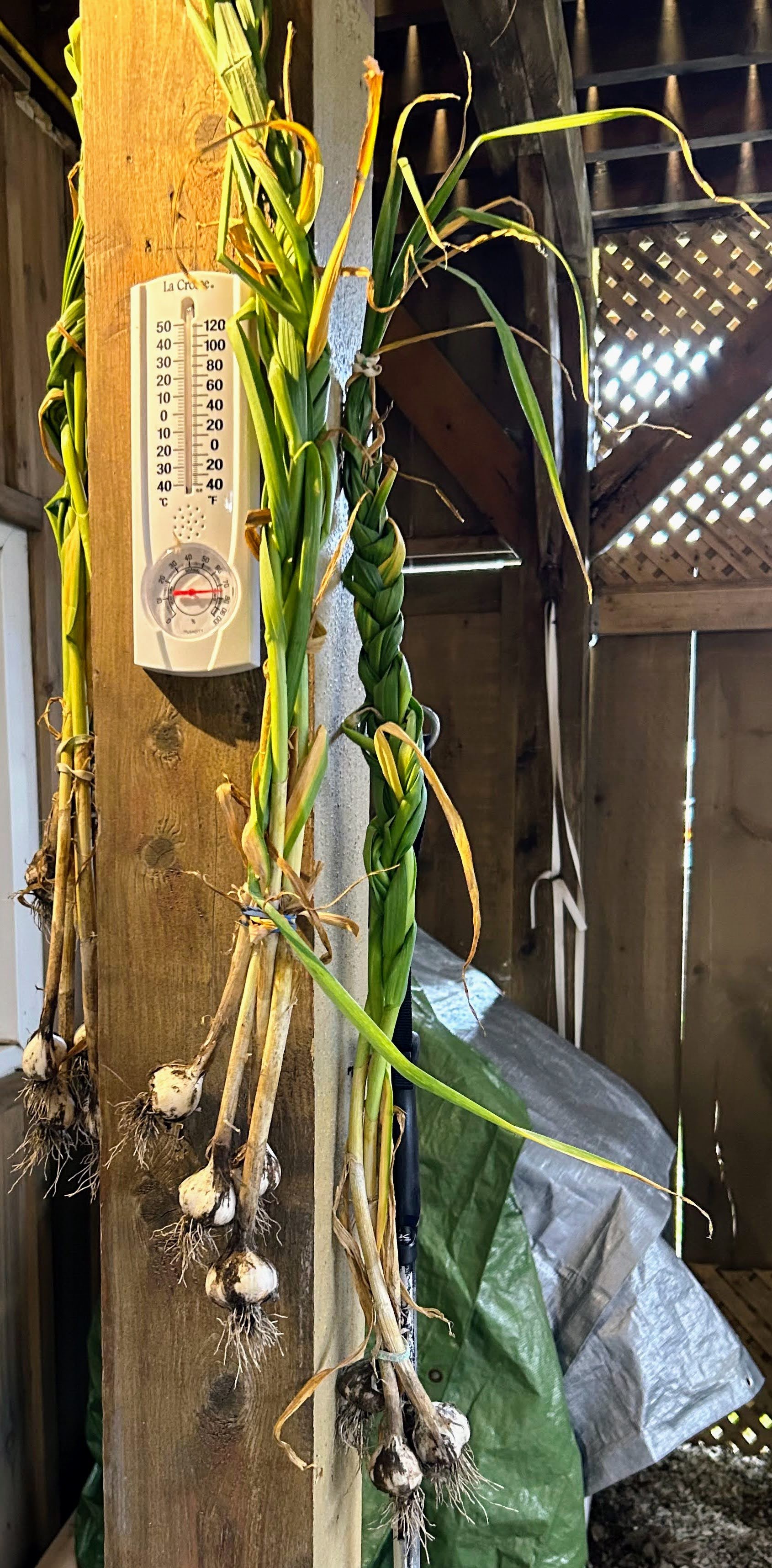 the garlic leaves are braided together for easy drying.