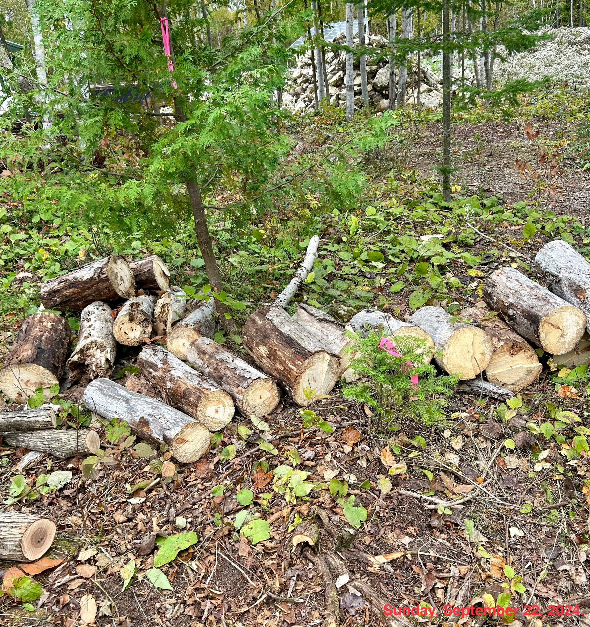 The area before processing.