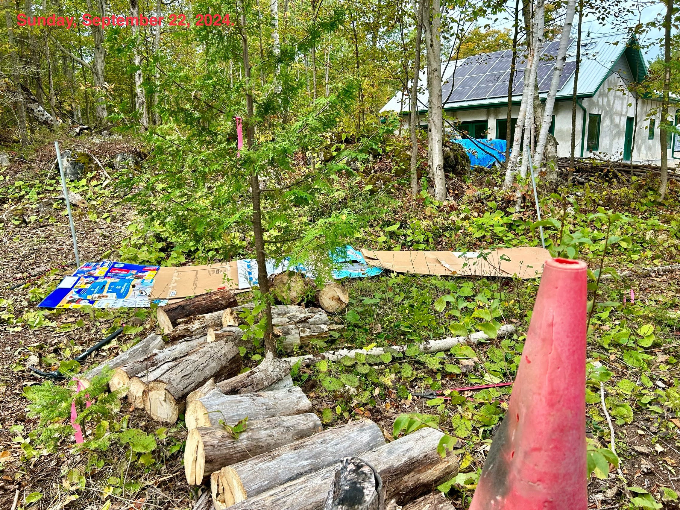 Cardboard put down to suppress weeds.