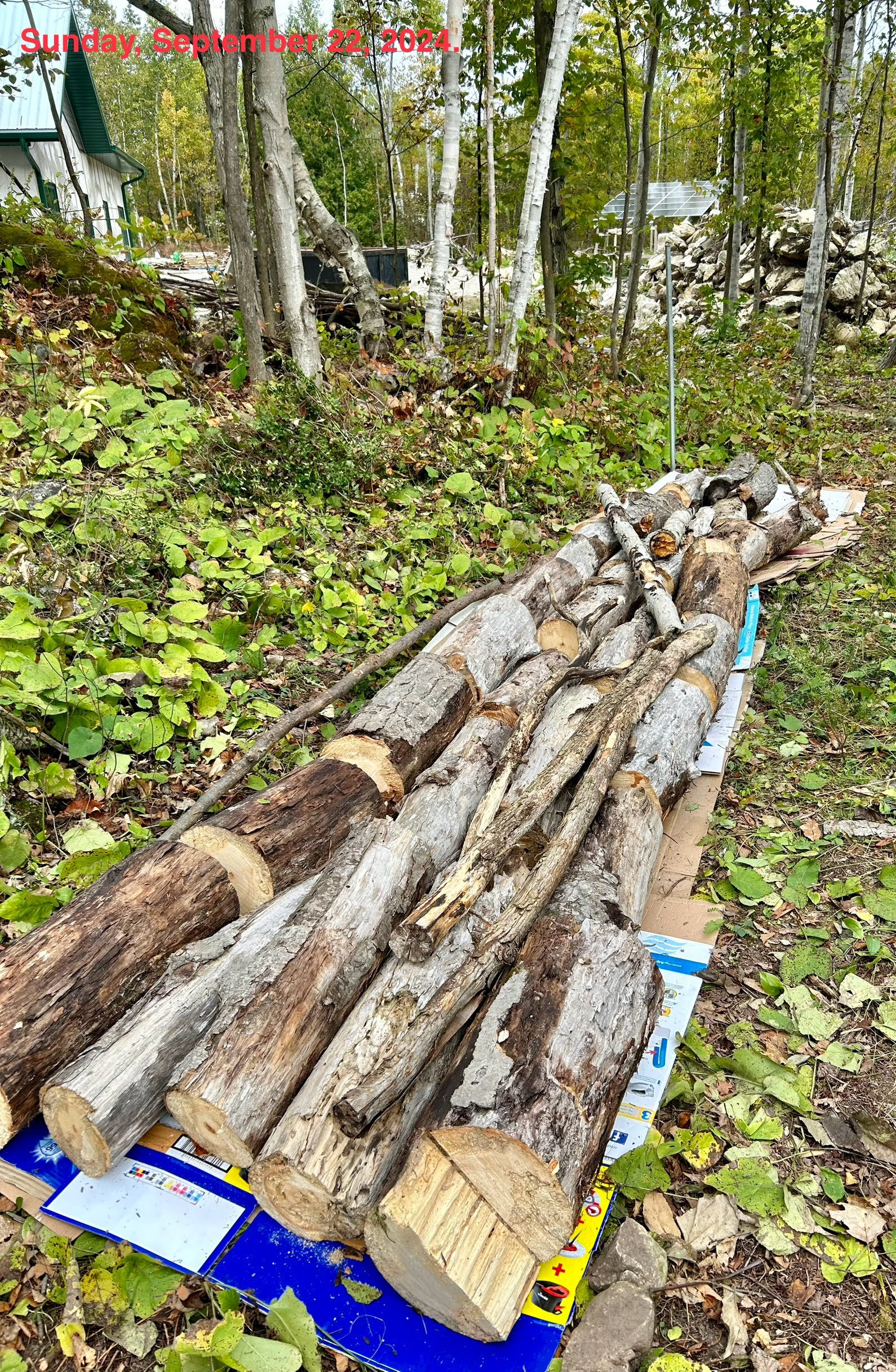 This is the foundation of the hugelkultur bed.