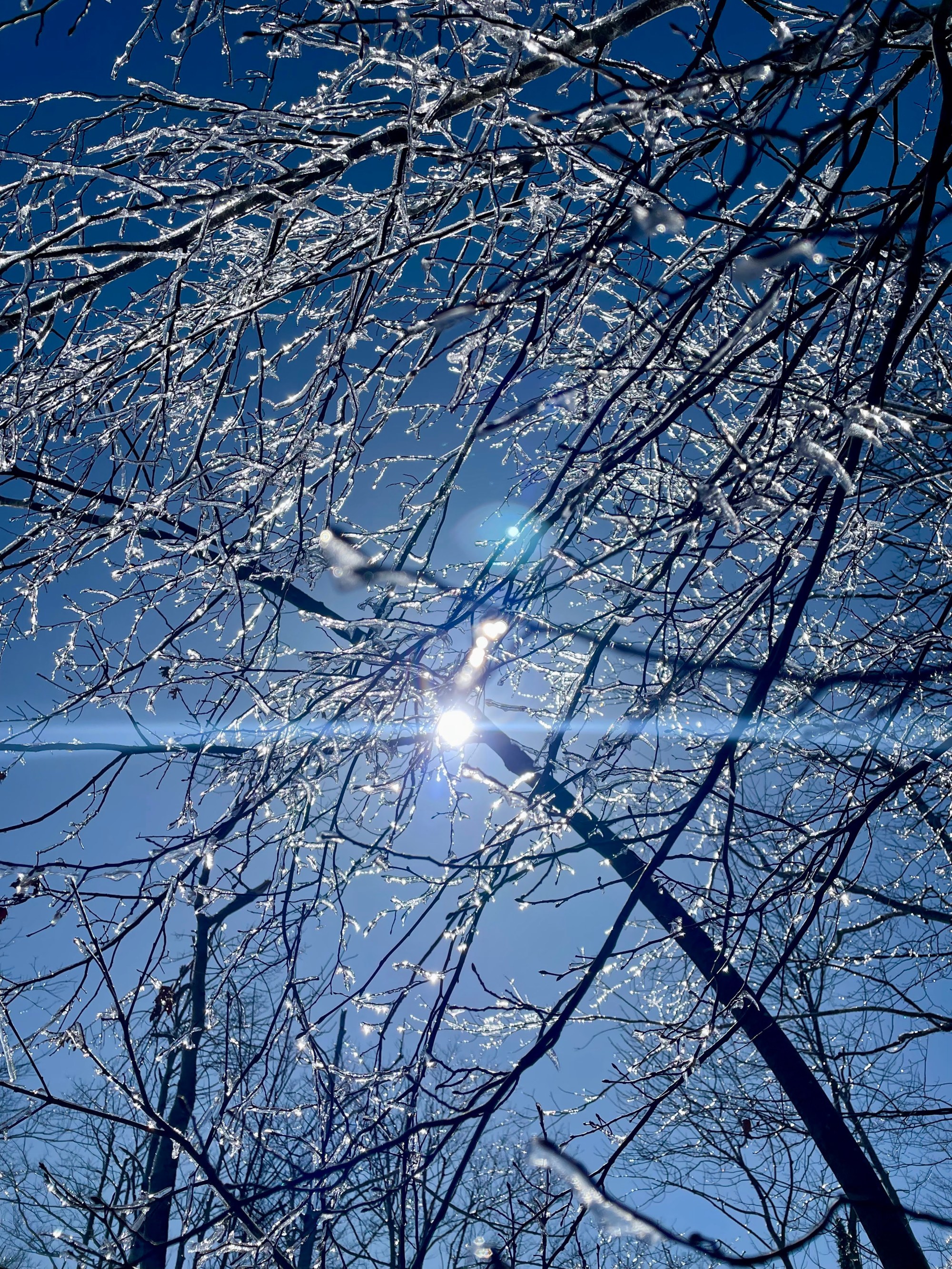 afternoon sunlight among iced-over trees