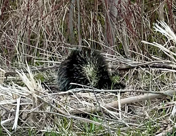 a slow moving porcupine butt leaving the road