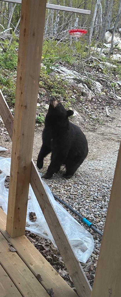 our hummingbird feeders attract black bears