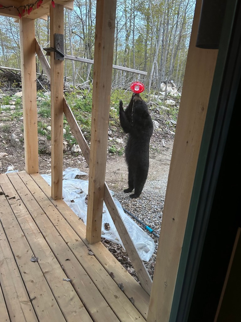 black bears love getting covered in sugar water
