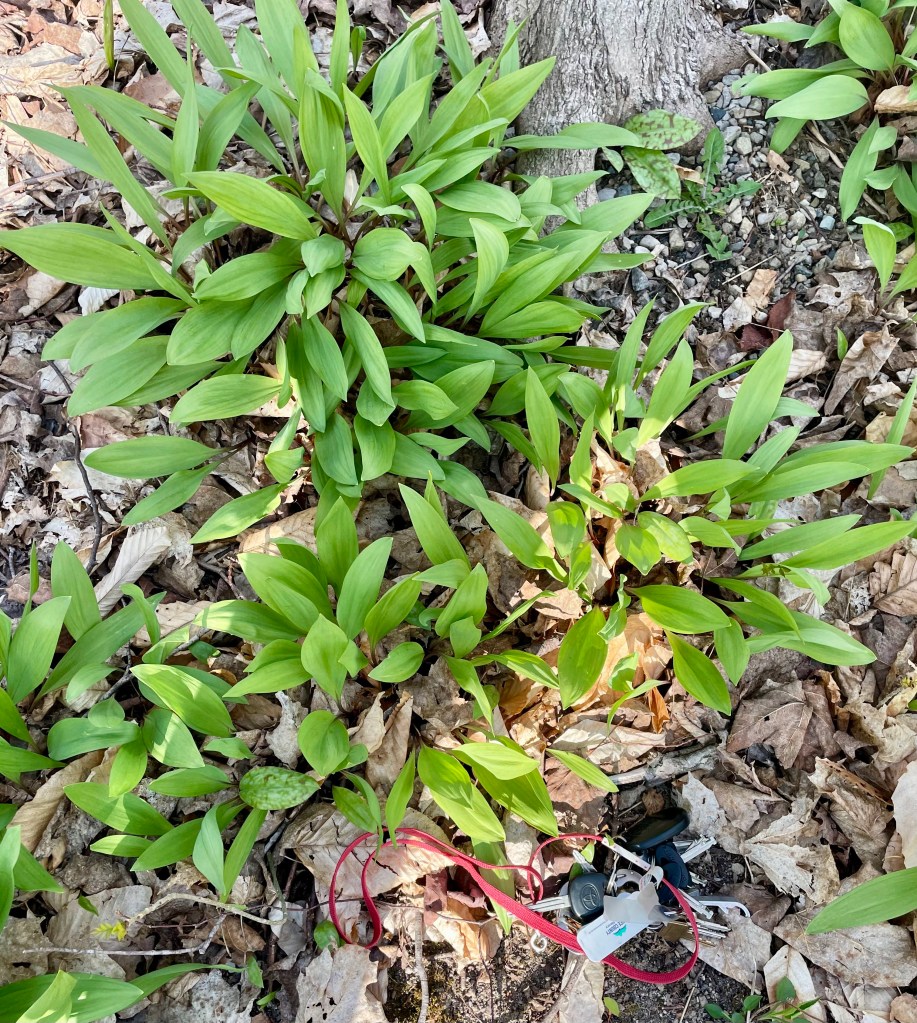 wild leeks at our neighbours' yard