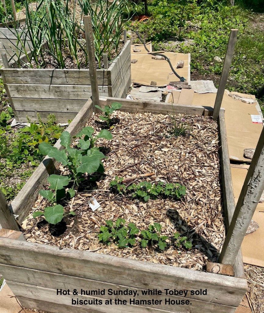 raised garden bed with broccoli 
