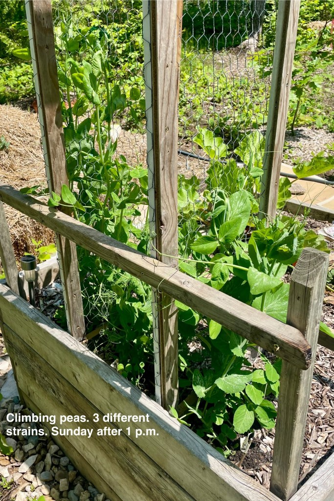 3 strains of peas climbing our trellaces