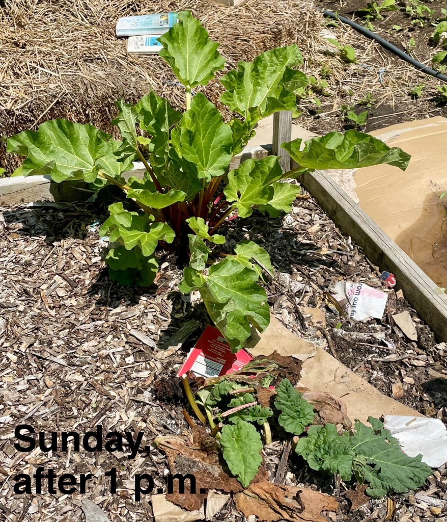 raised garden bed with young rubarb