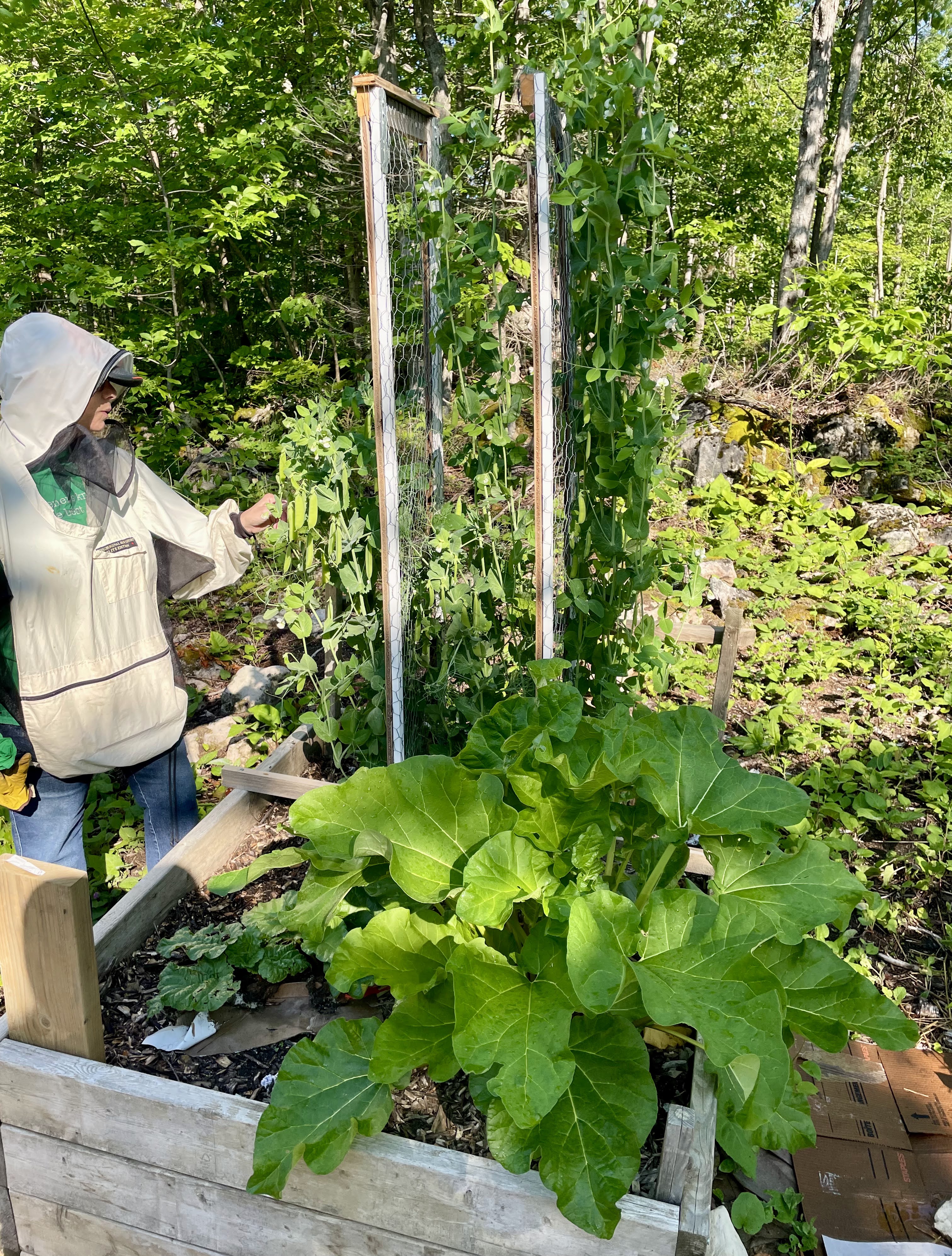 raised garden bed with peas and rhubarb