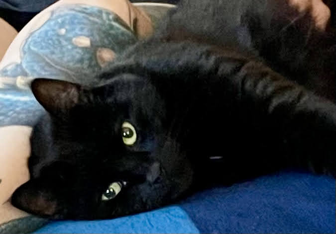 one of our indoor house-cats getting a tummy rub