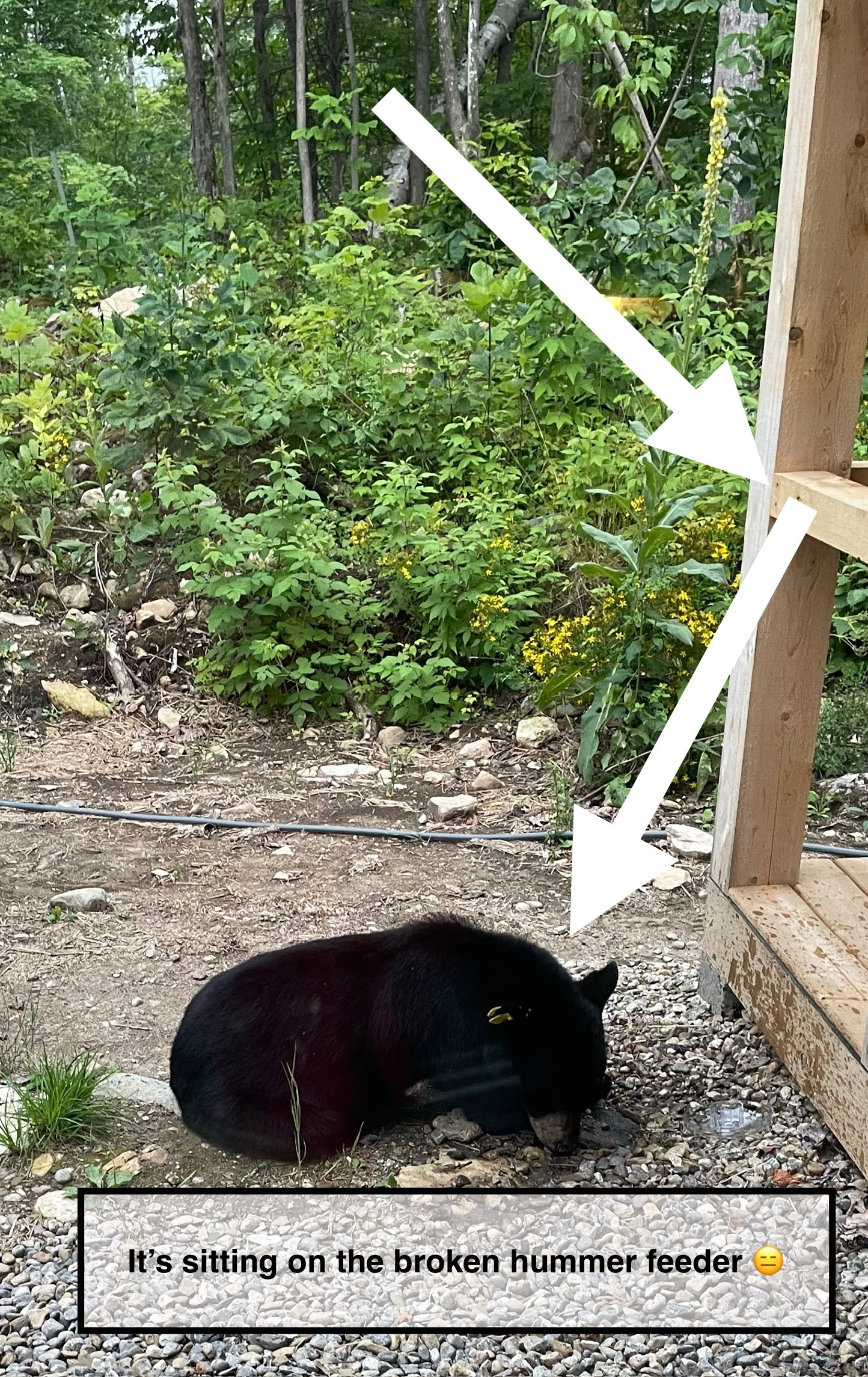 nuisance bear ripped down hummingbird feeders