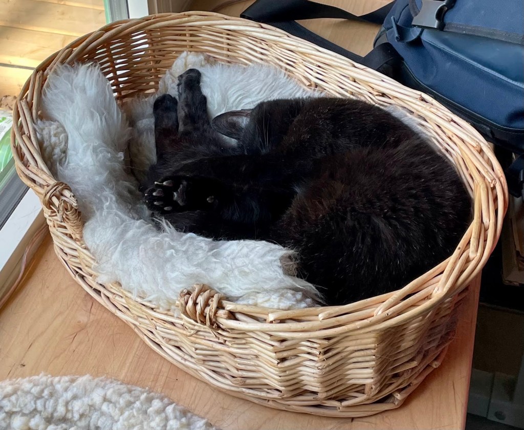 elderly housecat sleeping with his paws up in the air