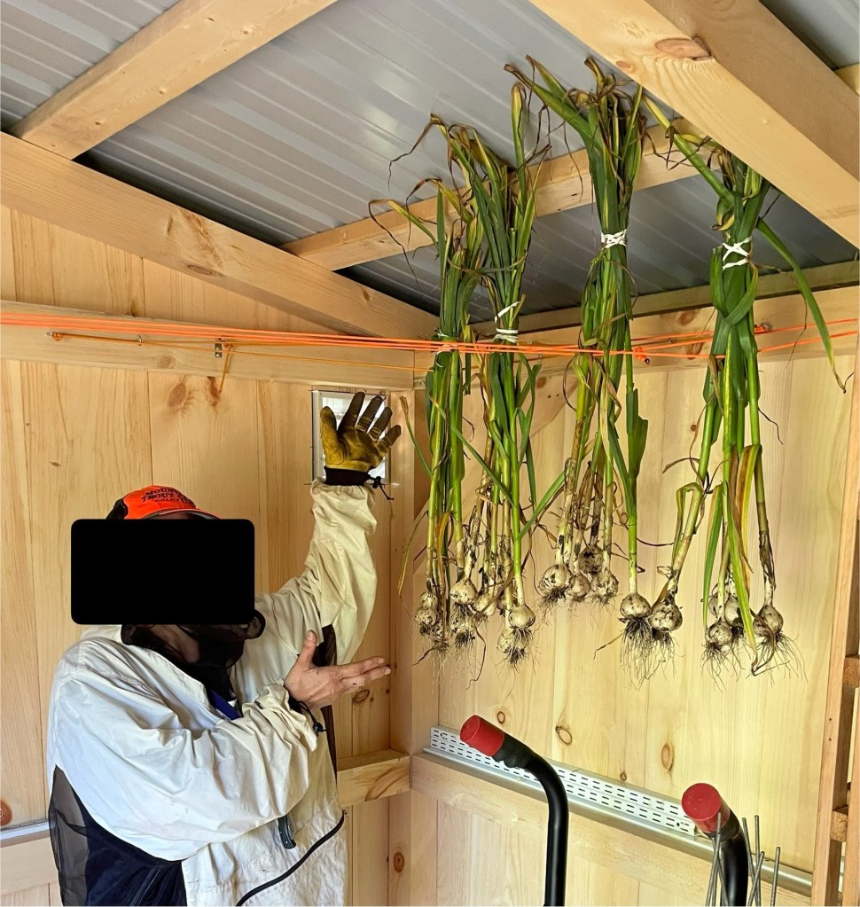 inside the garden shed by the herb drying rack