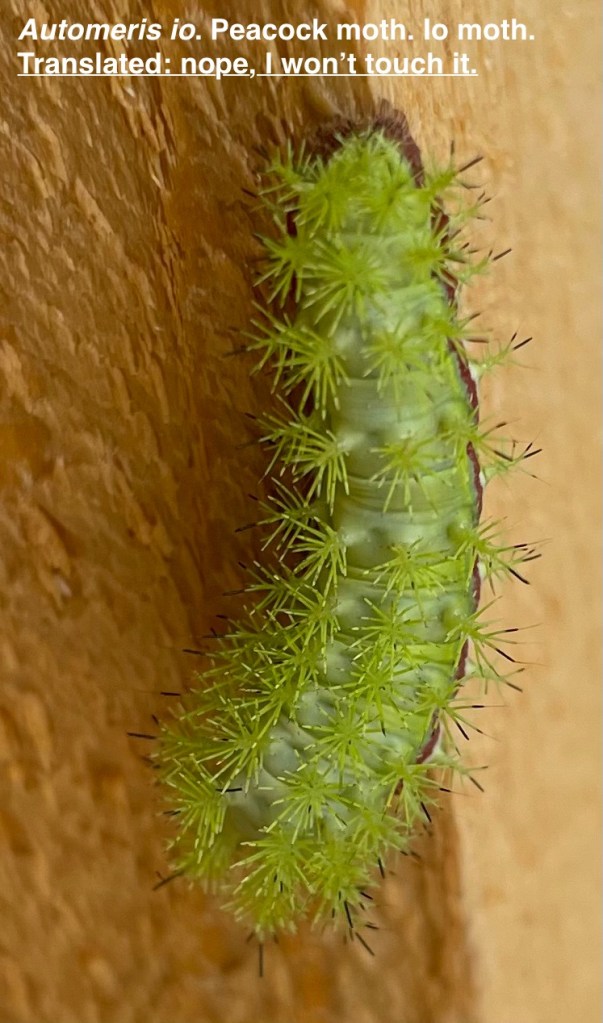 marveling at the local fauna