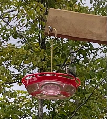 hummingbird resting before traveling south for the winter