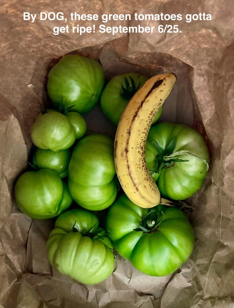 an attempt at ripening green tomatoes