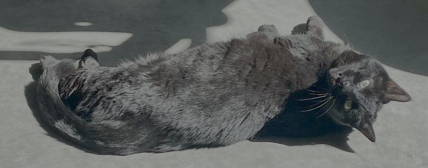 1 of our indoor cats enjoying the autumn sunshine.