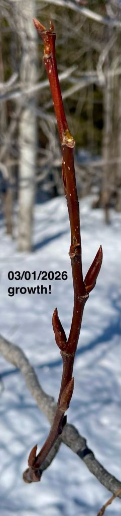There's new growth on nearby trees by the municipal road.