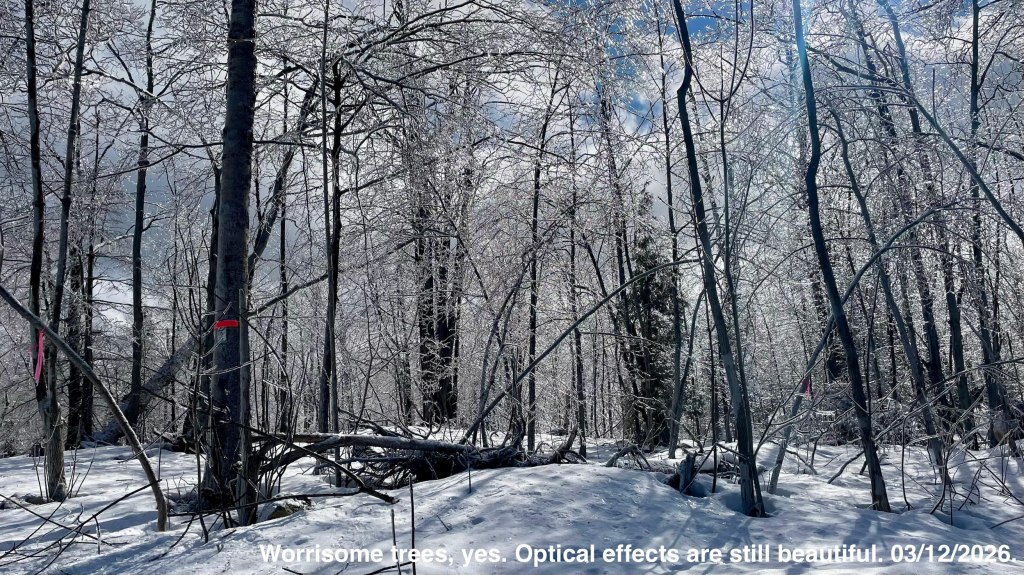 reflections, refractions on the south lawn