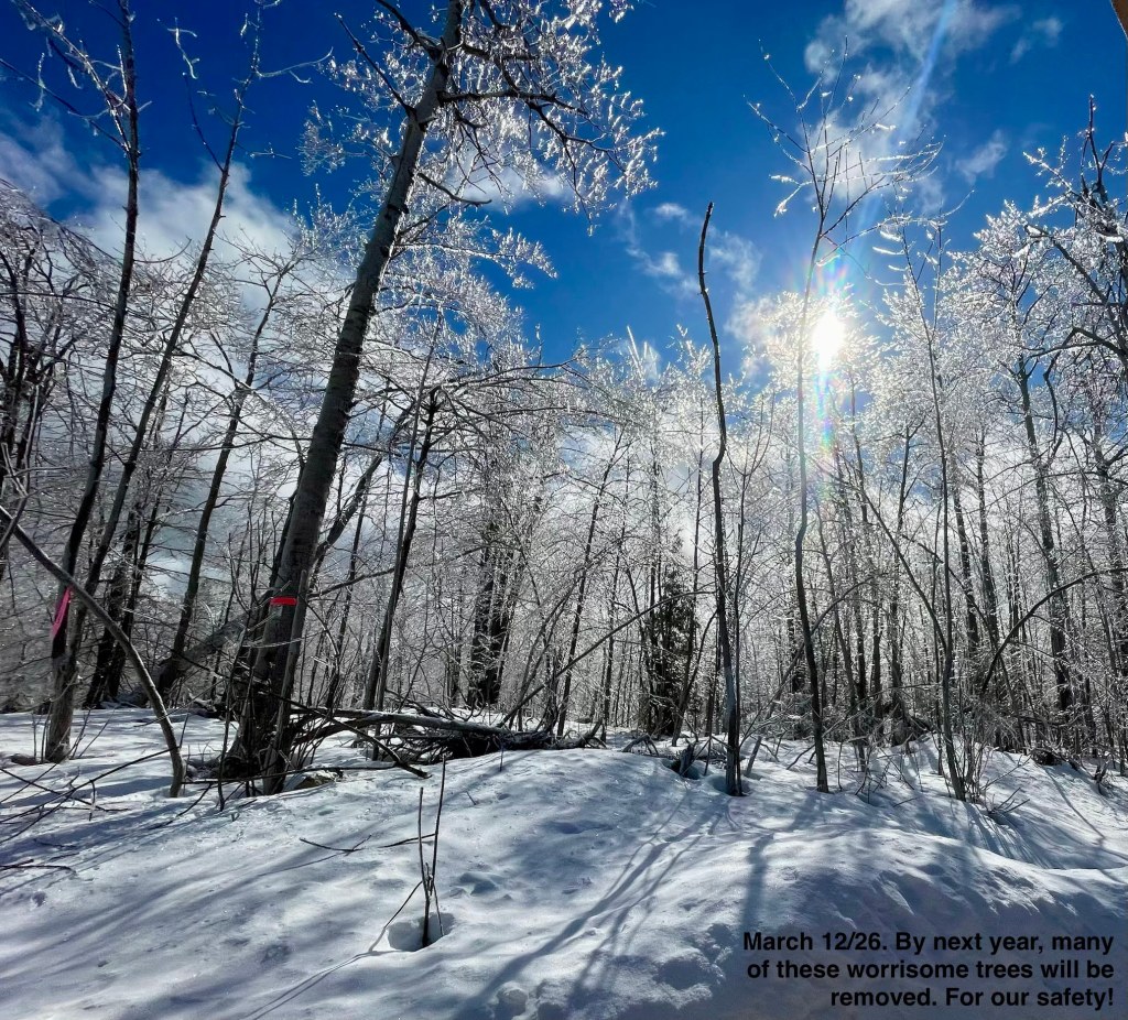 these worrisome trees will be removed by 2027