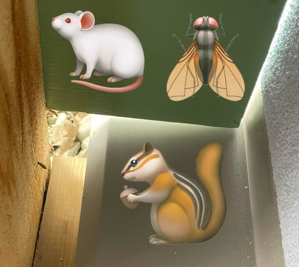 gaps that have to be blocked off against vermin