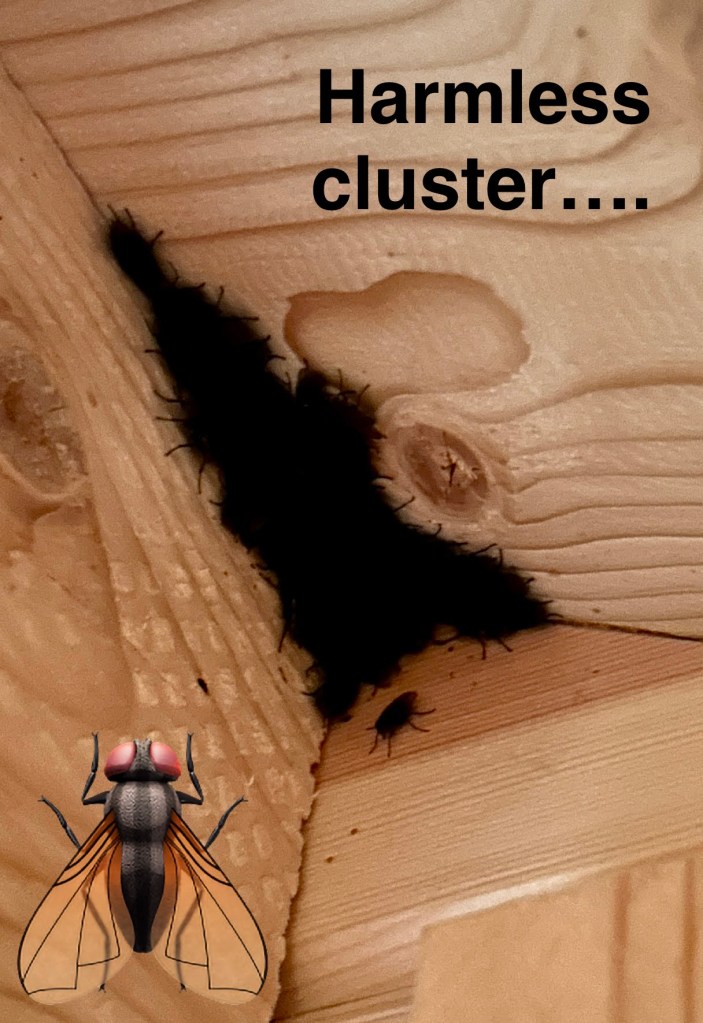 cluster flies doing this thing