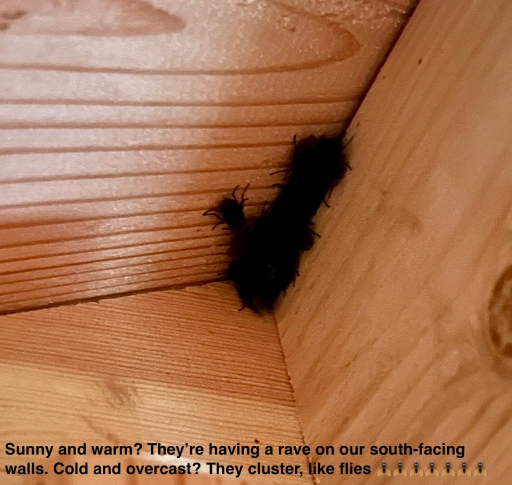 cluster flies trying to survive the cold