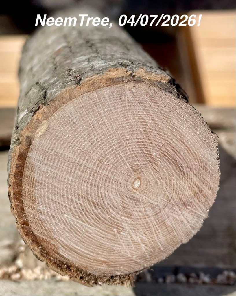 solid fibre wood will make superior burning firewood
