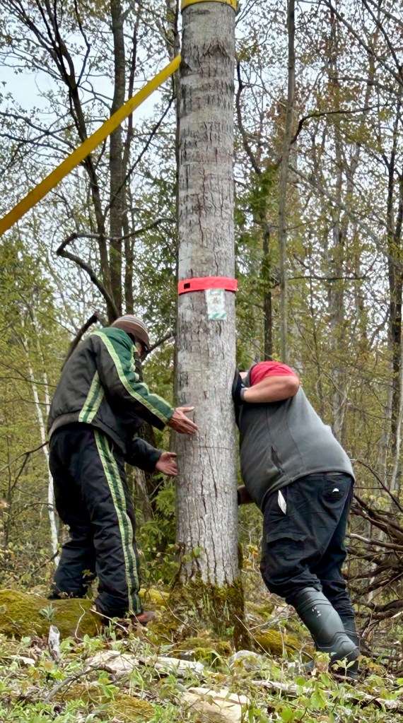 my neighbour and I checking my cutting plan