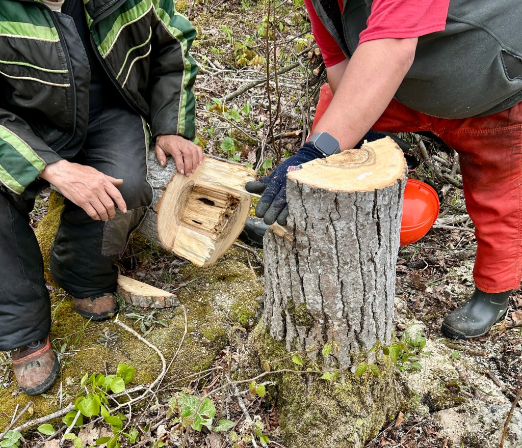 my neighbour and I looking at the cut and critiquing my hinge; note the rotten core.