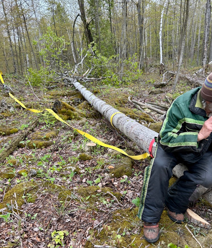 my neighbour sitting on the successfully felled tree, to show scale