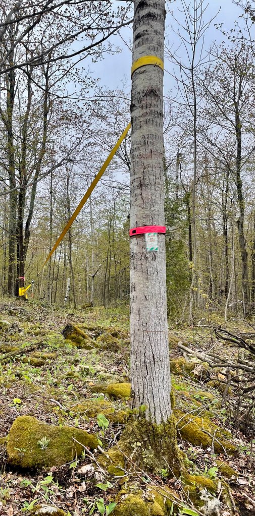 these tree straps are only used for pulling trees around