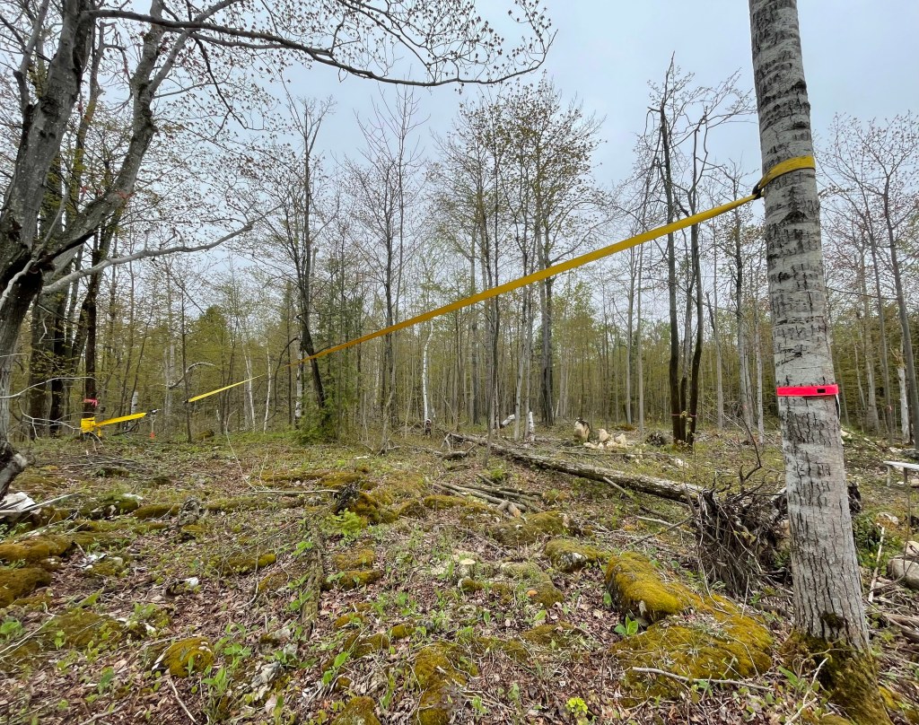 this image shows the anchor point for the pulley systems on the target tree and its neighbour