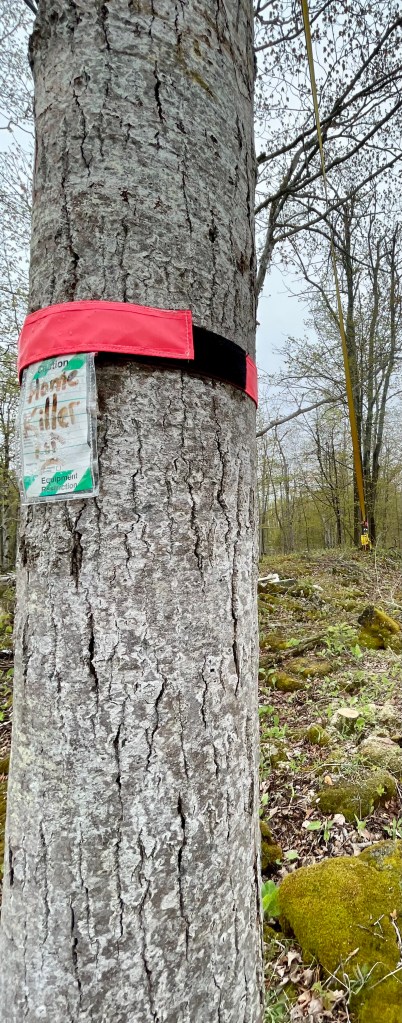 this picture shows the view I will see when I start cutting with the chainsaw