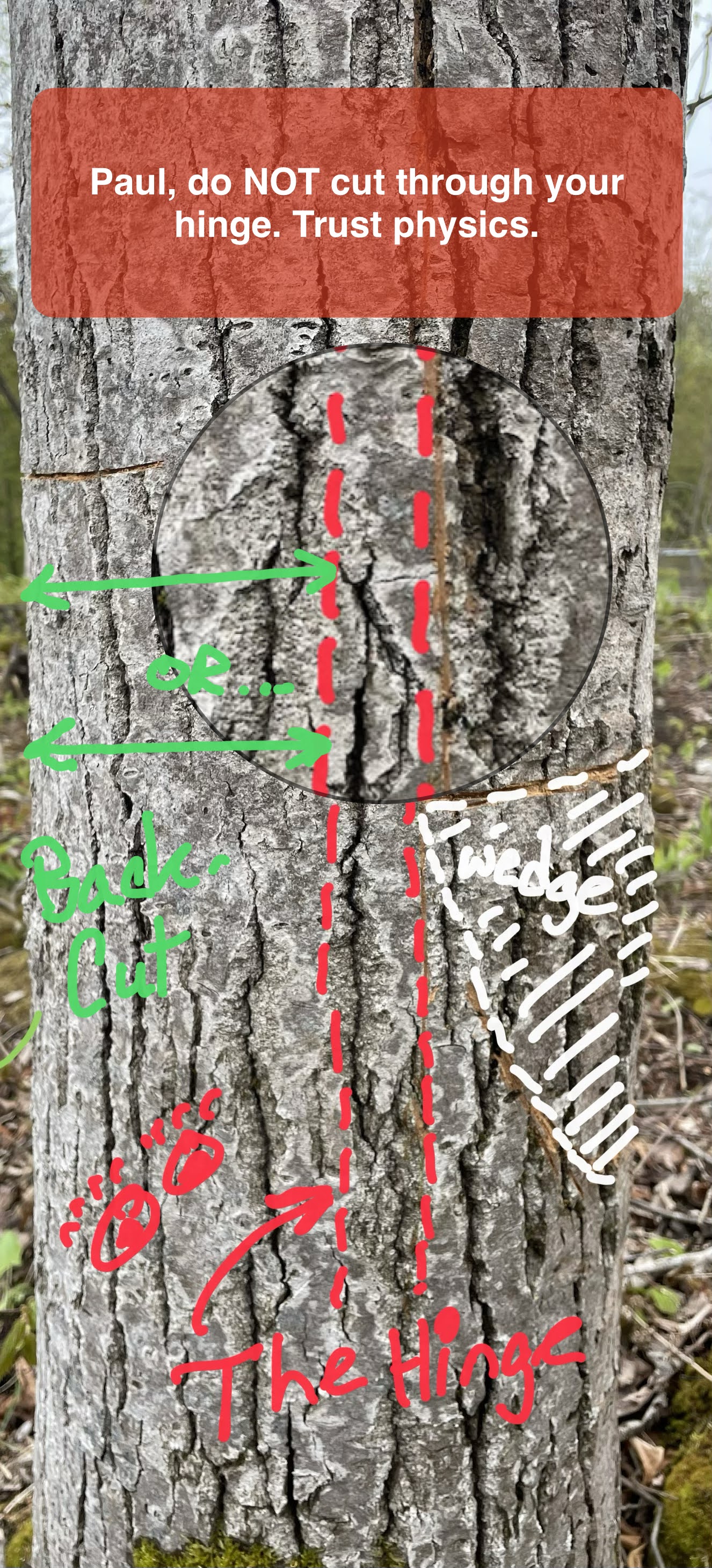 this is an annotated image of the trunk that I cut through showing cutting geometries