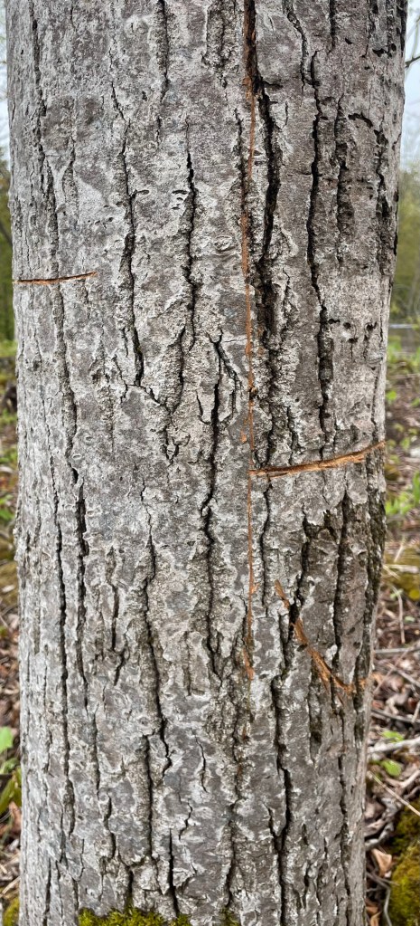 if you look carefully, you can see my sketch for the trunk's hinge, notch, and back cut