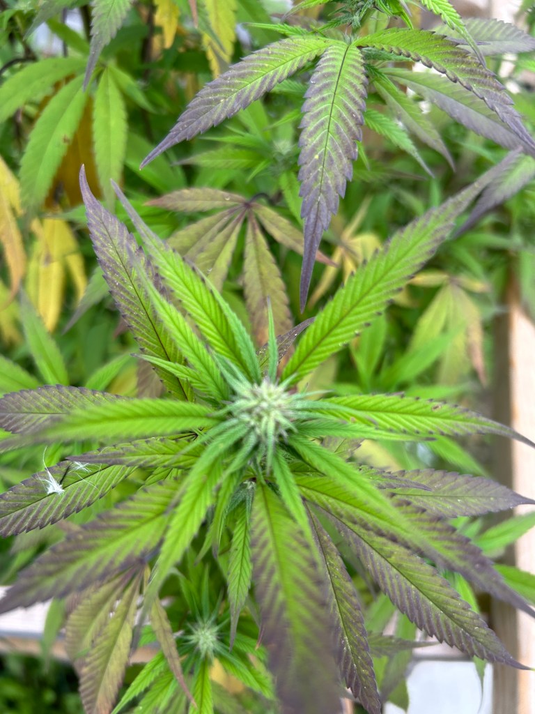 Our 3 legal cannabis plants are beginning to bud.